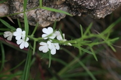Striga densiflora